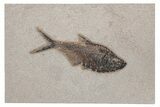 Fossil Fish (Diplomystus) - Green River Formation #214141-1